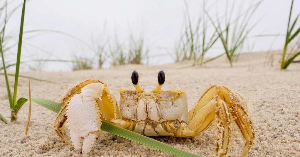 Top Crab Names with Meaning