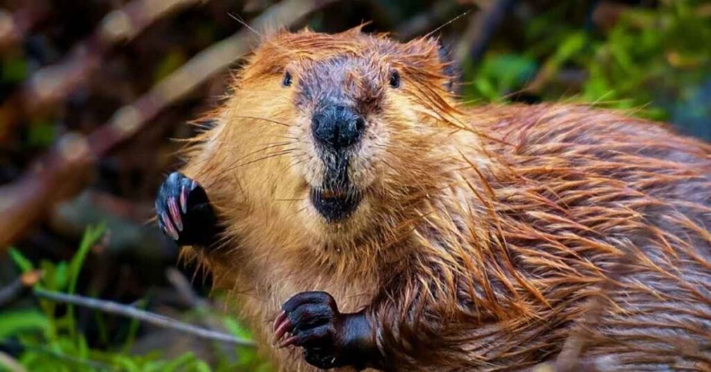 Unique Beaver Names