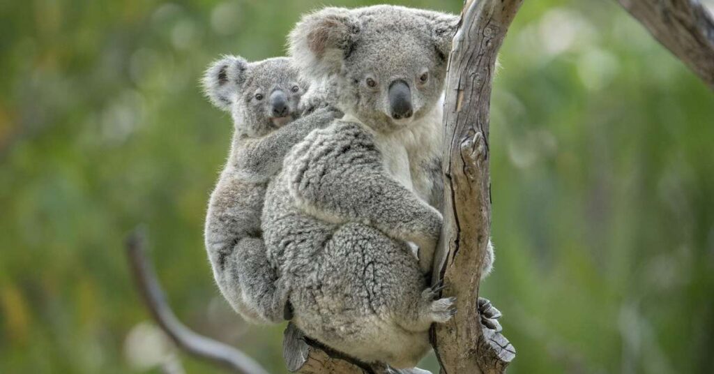 Unique Koala Names