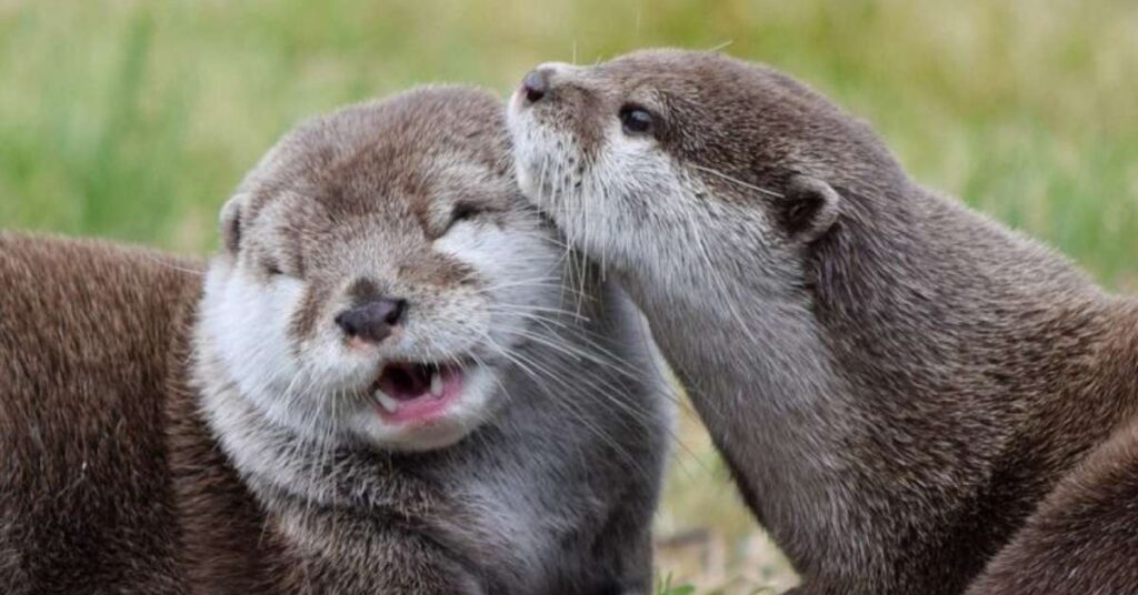 Unique Names for Baby Otters