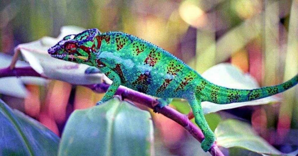 Unique Names for Chameleons