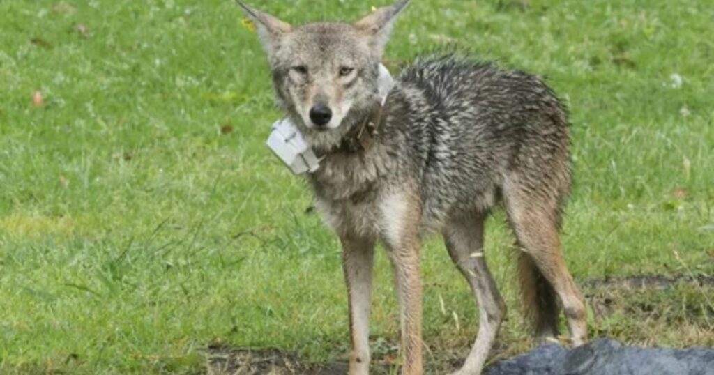 Unique Names for Coyote