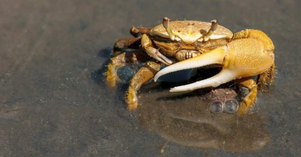 Unique Names for Crabs