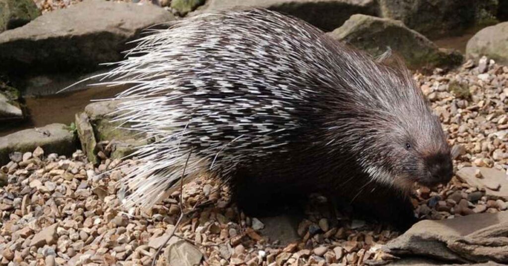 Unique Porcupine Nicknames