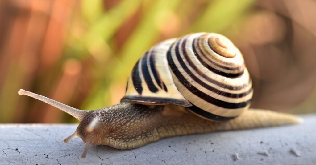 Unique Snail Name Ideas