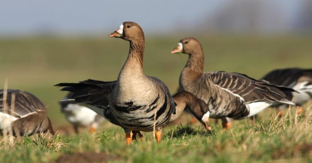 Unisex Goose Names