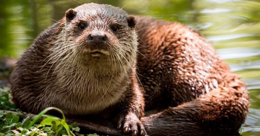 Unisex Names for Otters