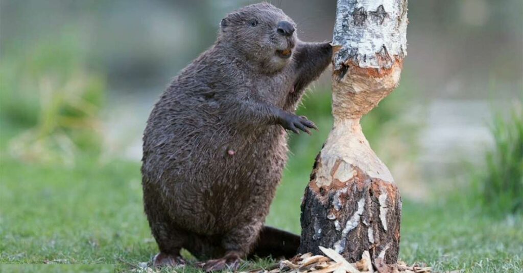 Weird Names for Beavers