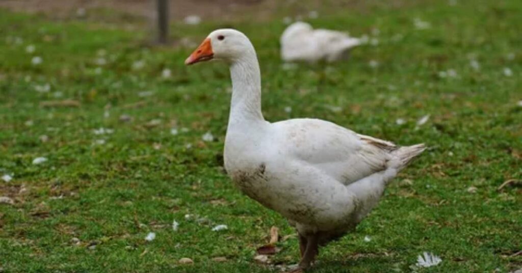 White Goose Names