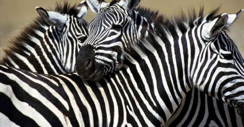 Zebra Names That Start With “Z”