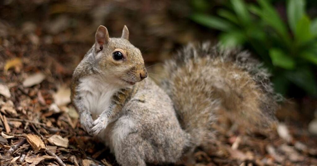 5 Tips for Naming Your Squirrel