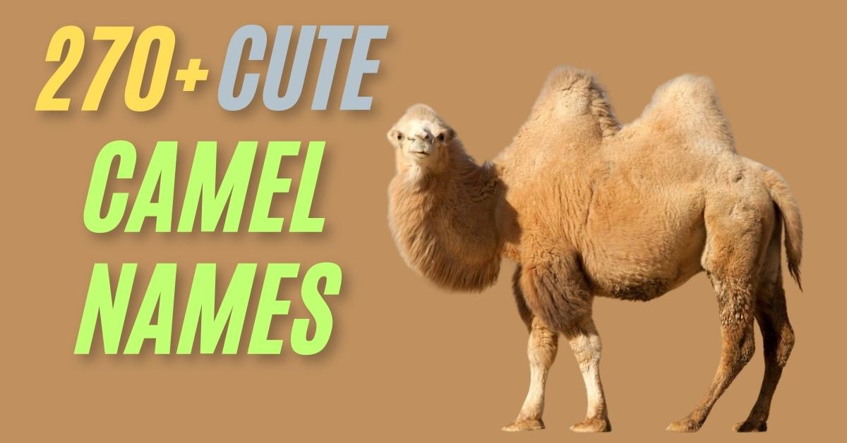 camel-names