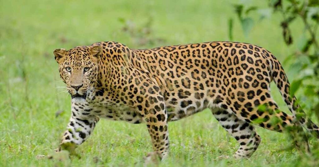 Arabian Leopard Names