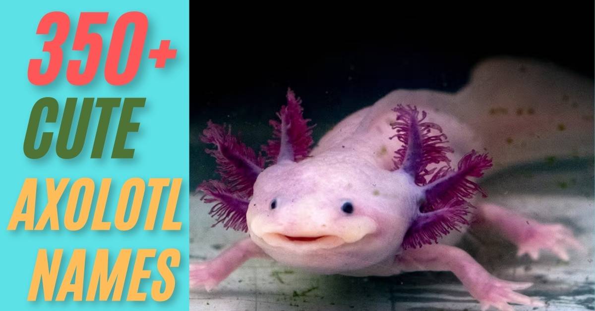 Axolotl Names