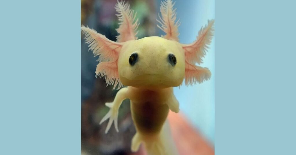 Baby Axolotl Names