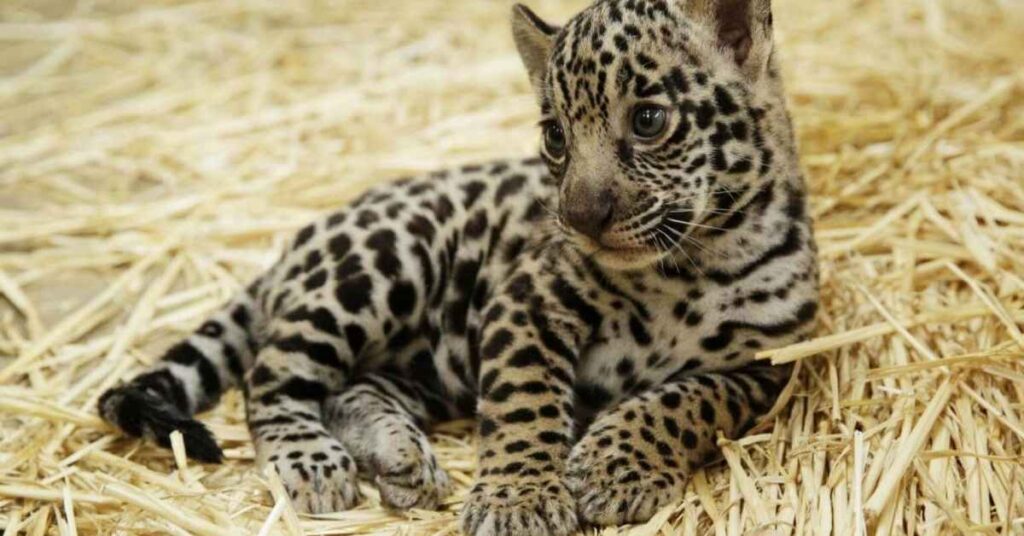 Baby Leopard Names