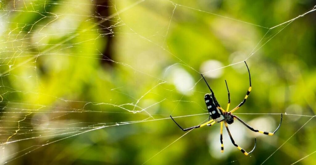 Baby Spider Names