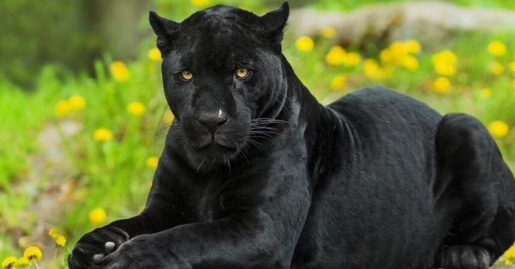 Badass Panther Names