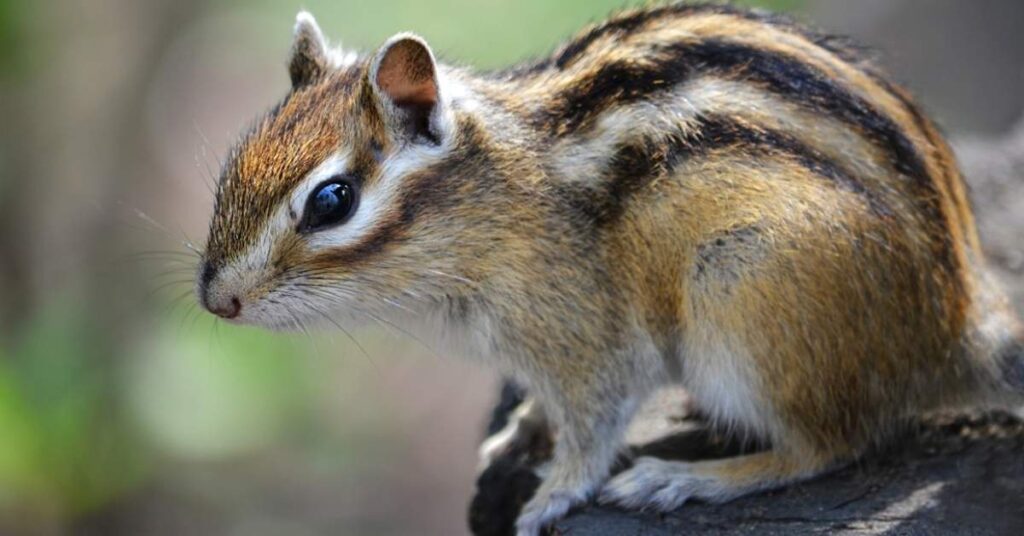 Best Chipmunk Names