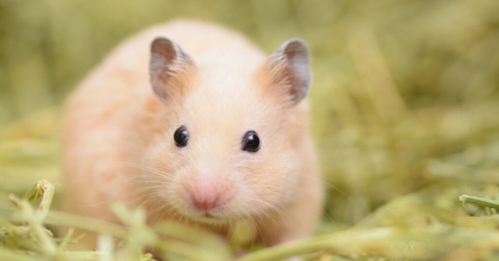 Best Hamster Names with Meaning