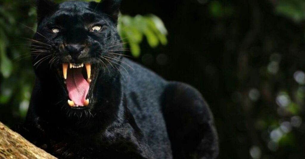 Best Panther Names