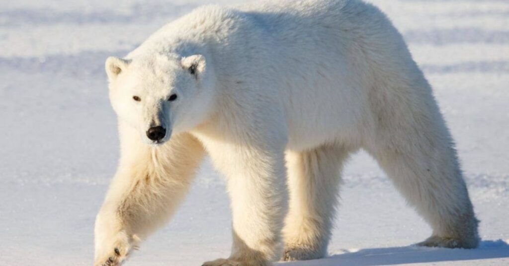 Best Polar Bear Names