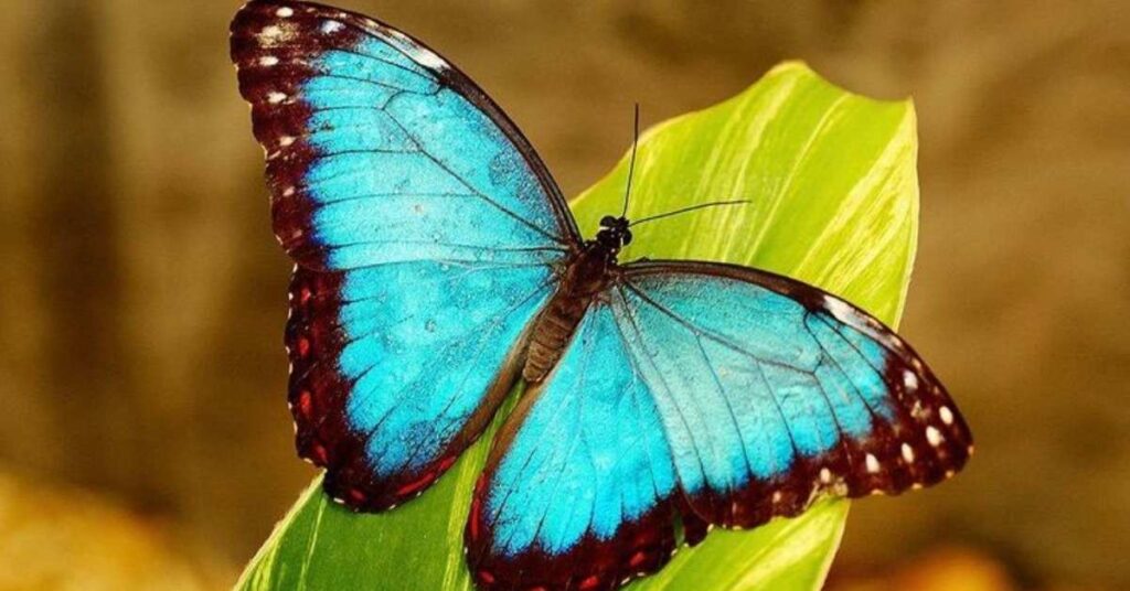 Blue Butterfly Names