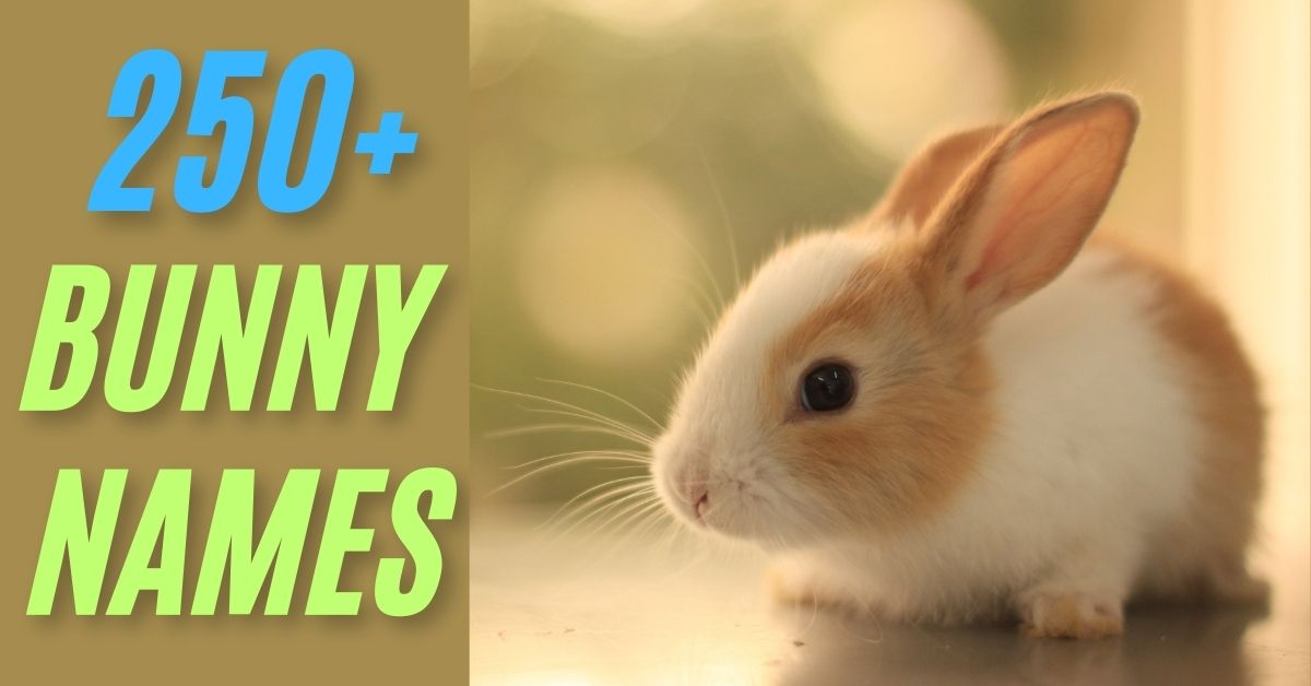 Bunny Names