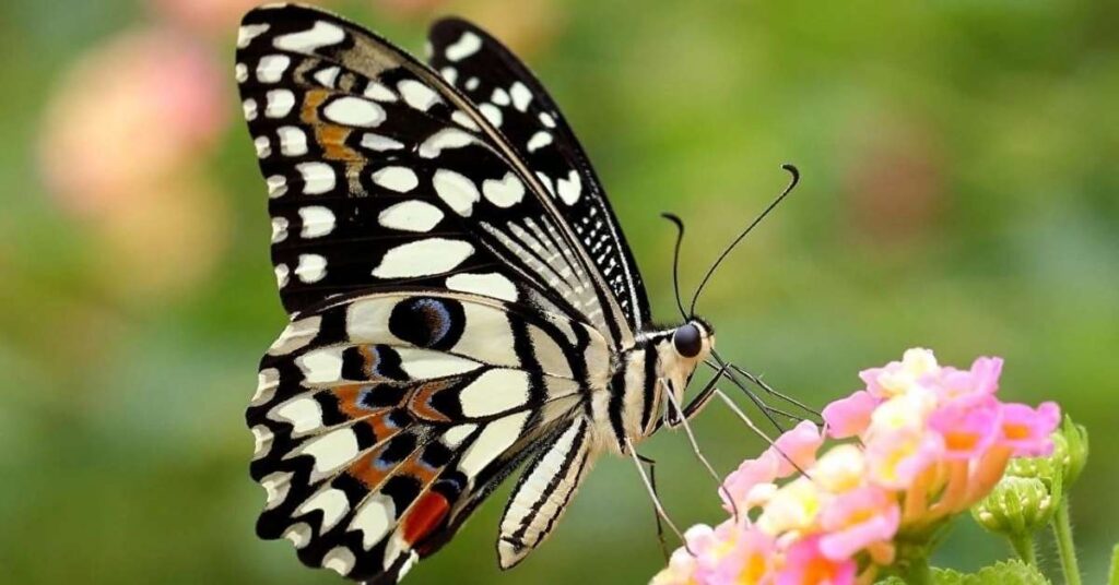 Butterfly Names (With Meanings)