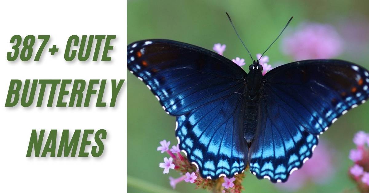 Butterfly Names