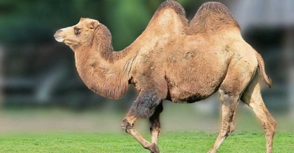 Camel Female Names