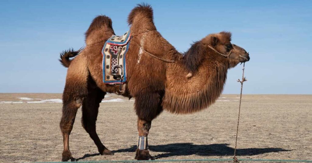 Catchy Arabic Camel Names