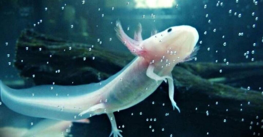 Color-Inspired Axolotl Names