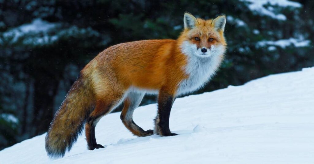 Color-Inspired Fox Names