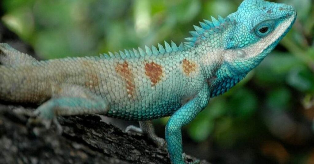 Color-Inspired Lizard Names