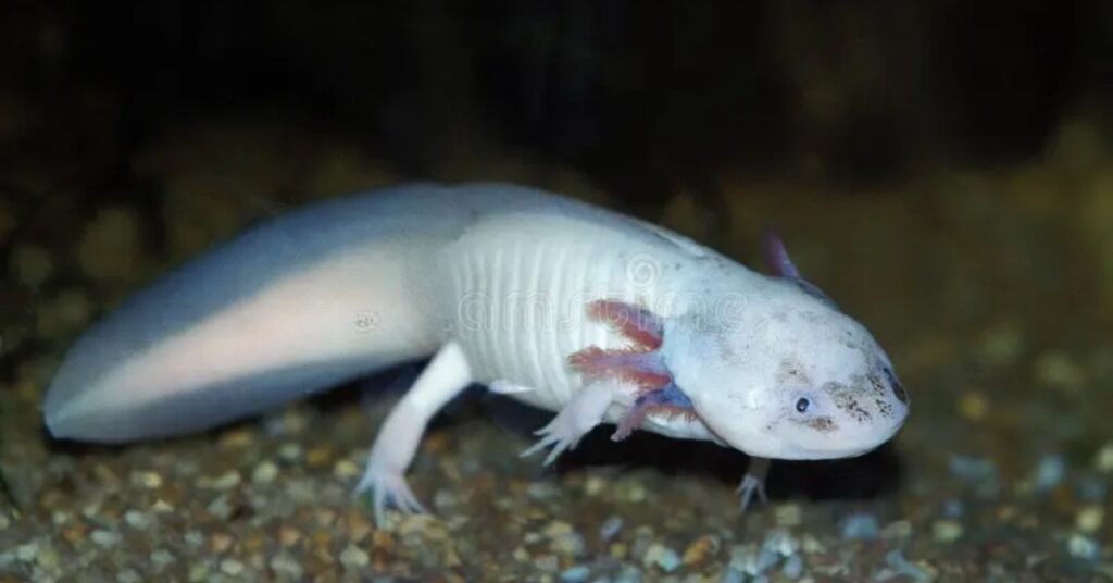 Cool Names for Axolotl