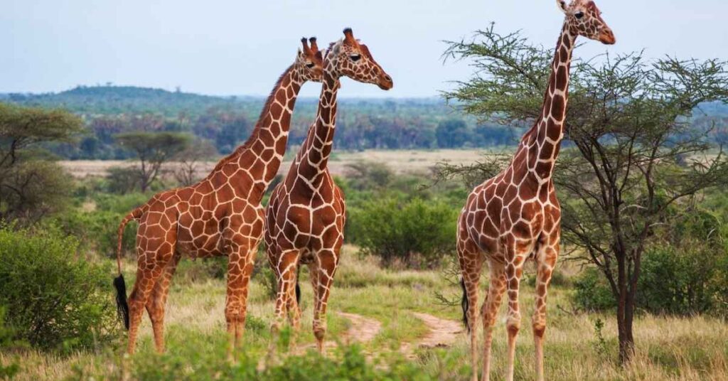 Cool Names for Giraffe