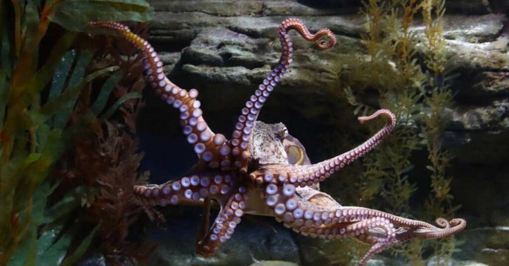 Cool Names for Octopus