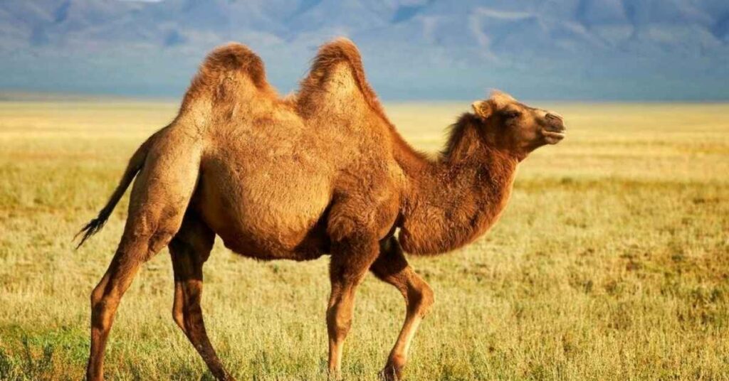 Cute Camel Names