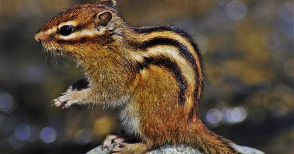 Cute Chipmunk Names