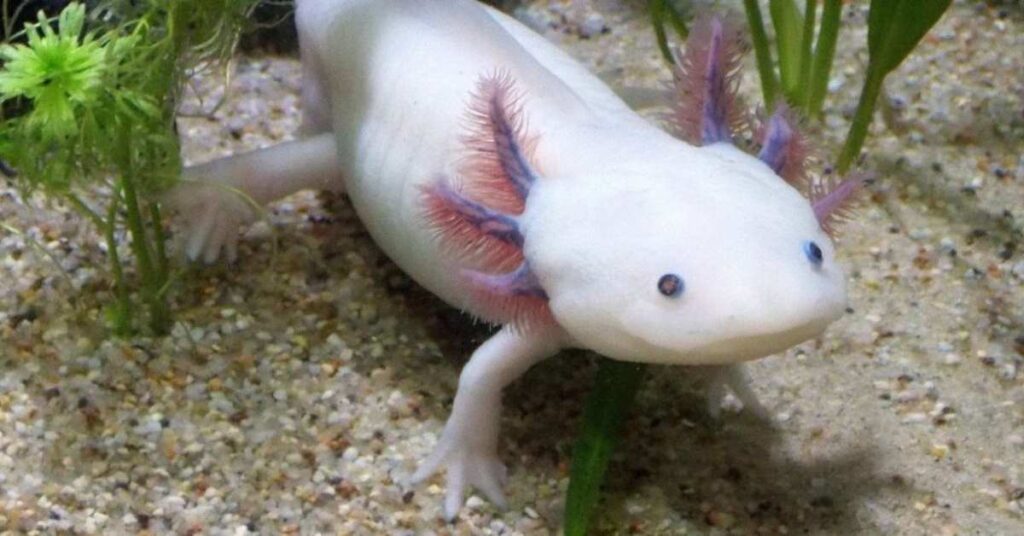 Cute Pet Axolotl Names