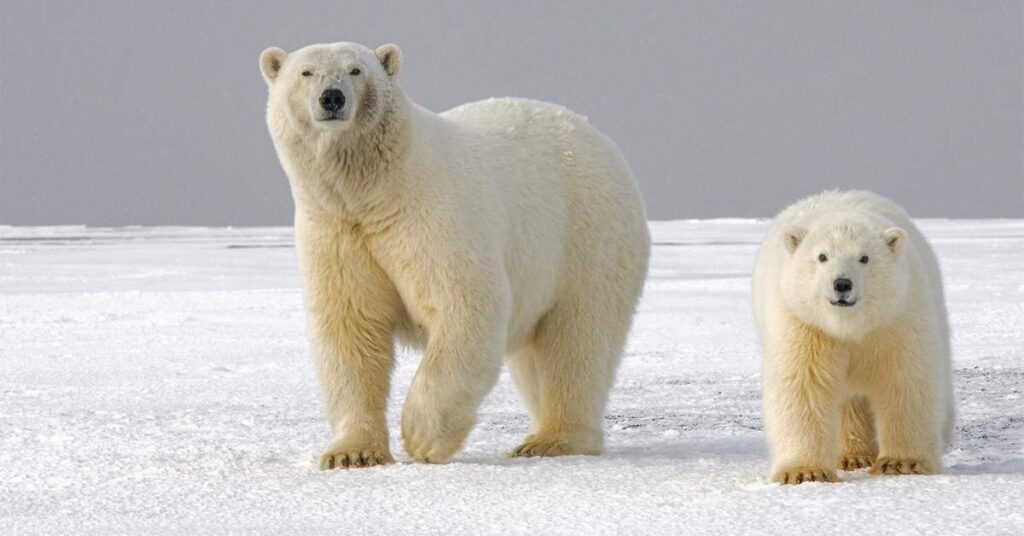 Cute Polar Bear Names