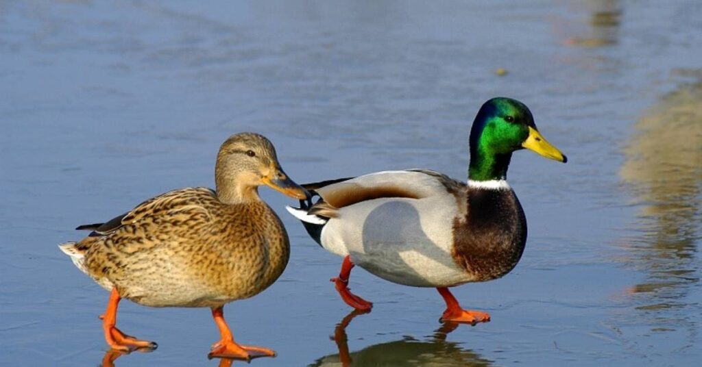 Duck Couple Names