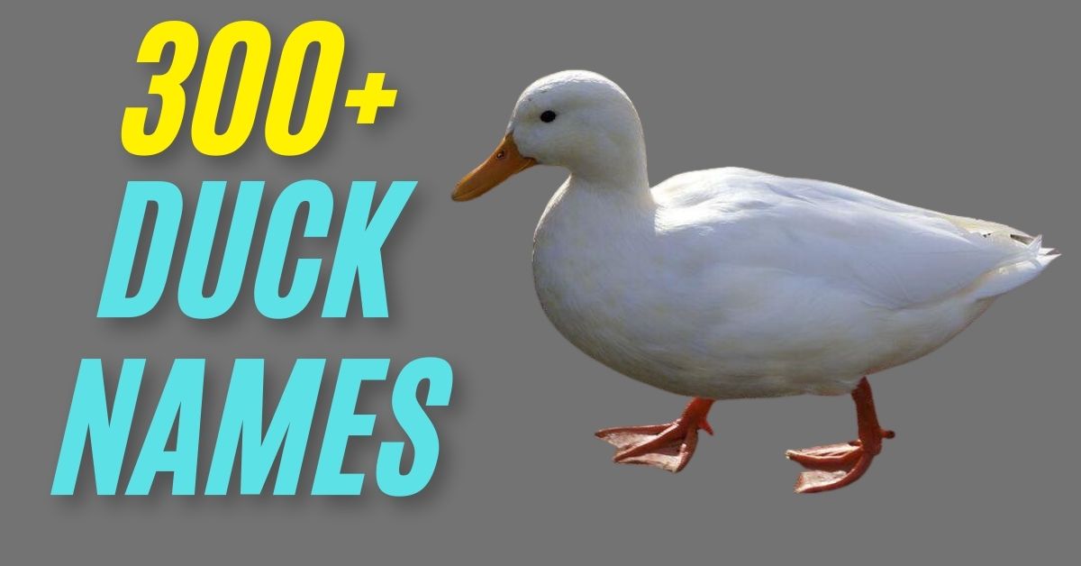 Duck Names