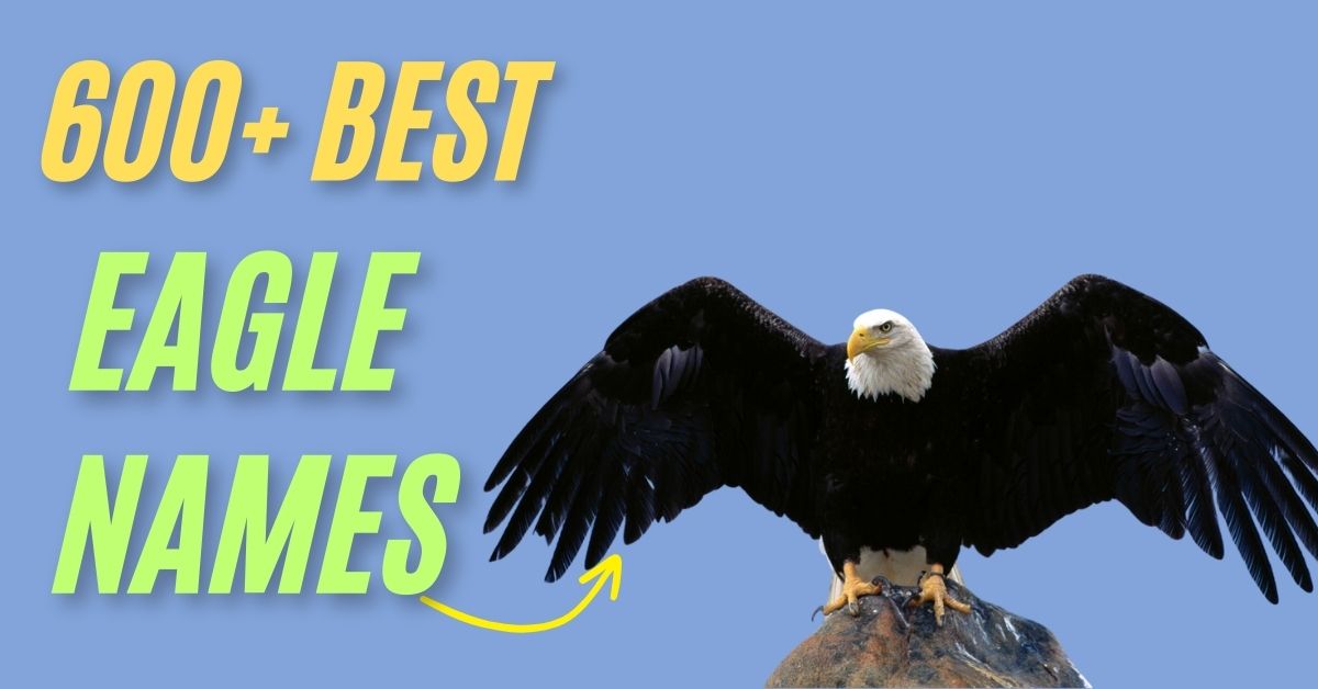 Eagle Names