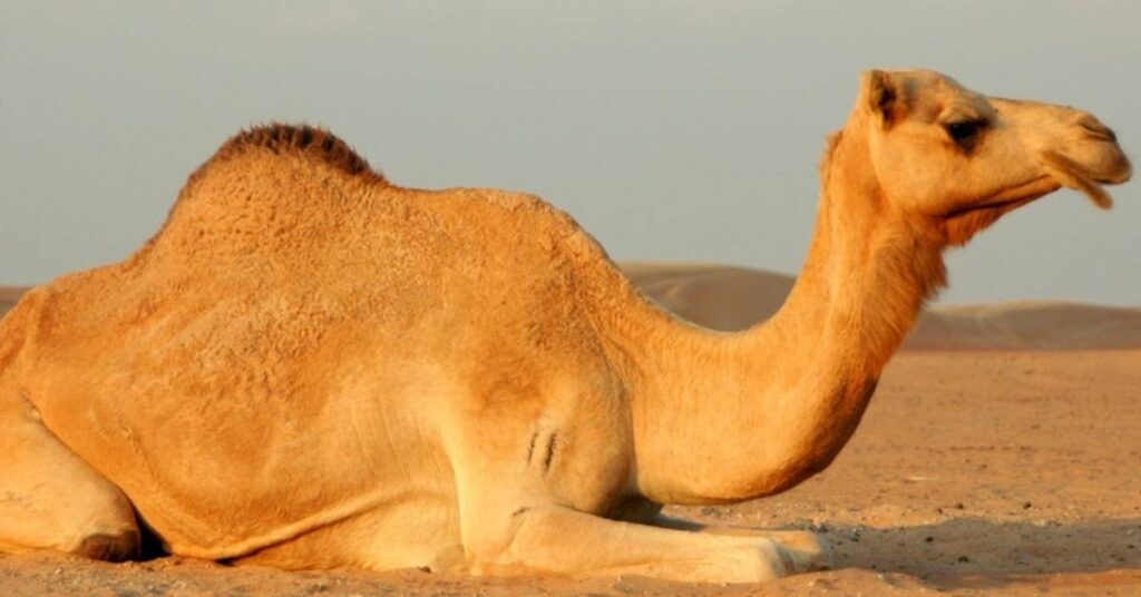 Famous Camel Names