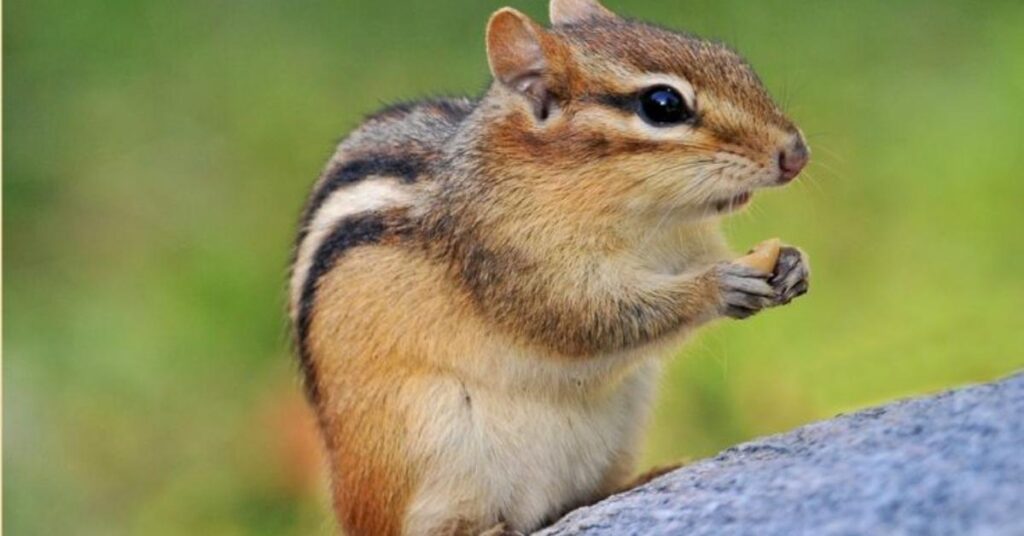 Famous Chipmunk Names