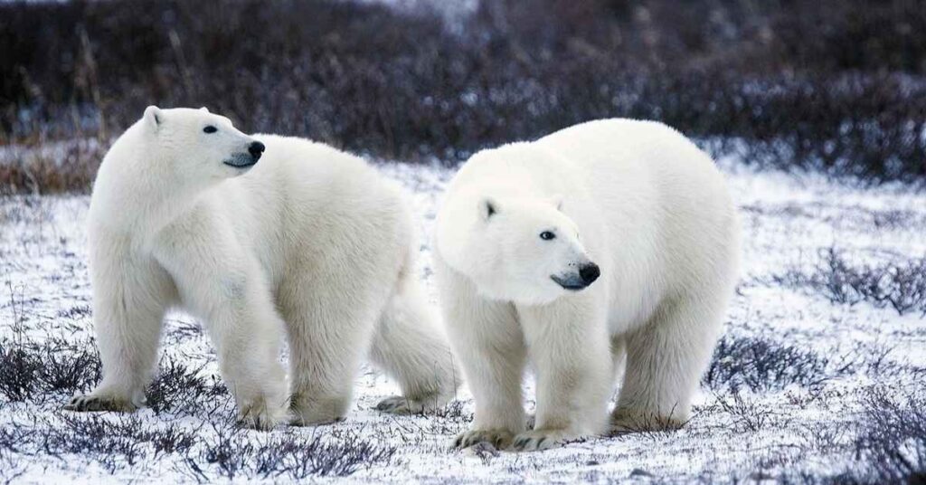 Famous Polar Bear Names