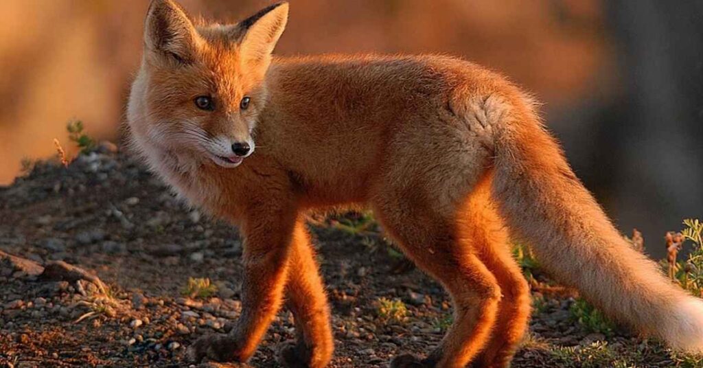 Female Fox Names