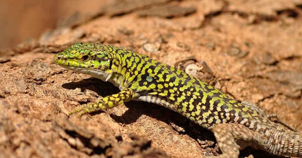 Desert Lizard Names